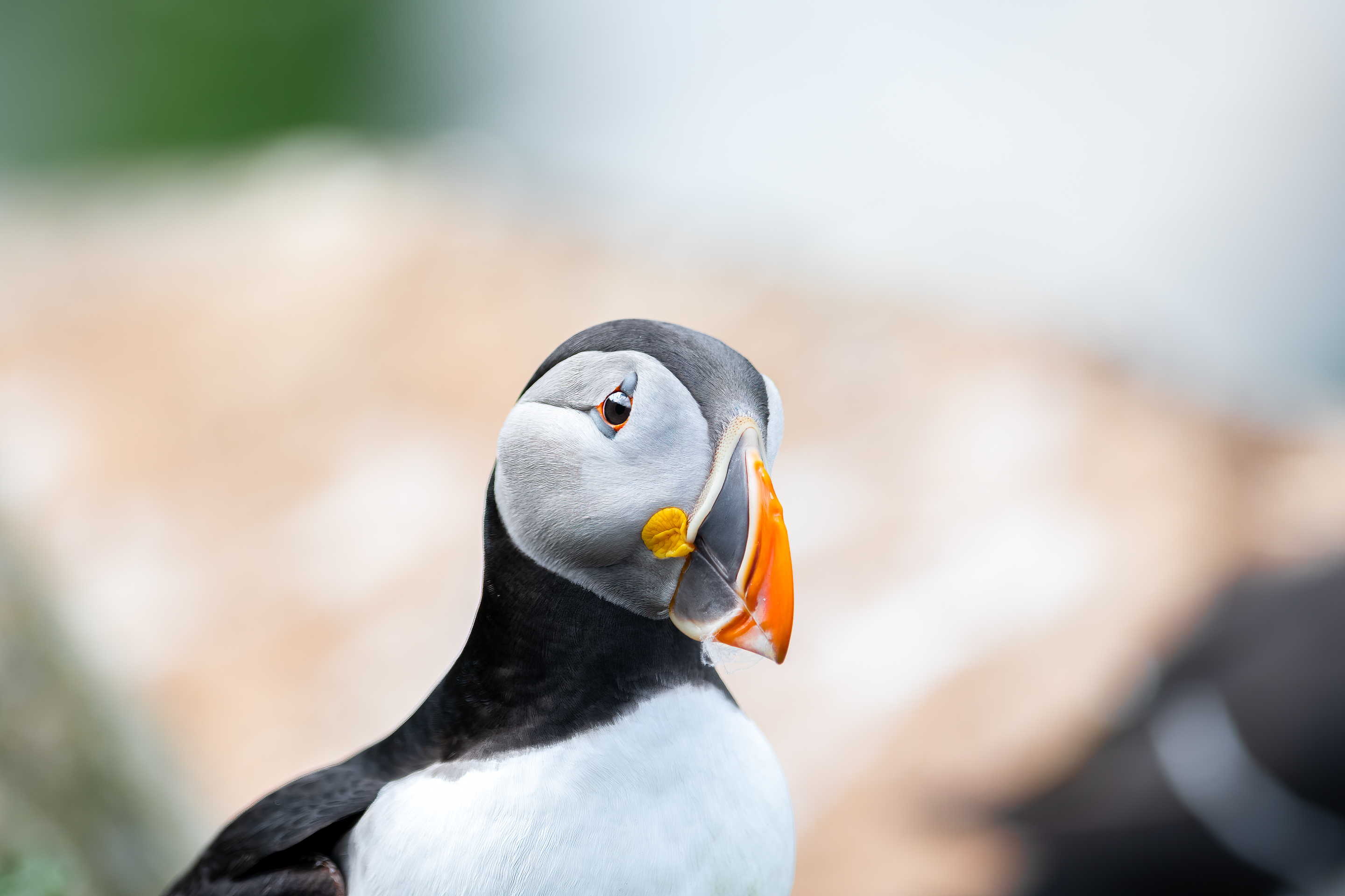 3rd PrizeOpen Nature In Class 2 By Marshall Brown For Puffin NOV-2024.jpg